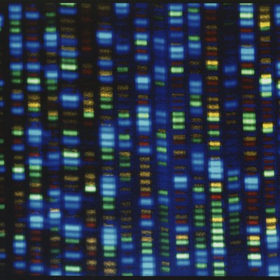 Intelligent Design Bears Good Scientific Fruit in the Study of 'Junk DNA'