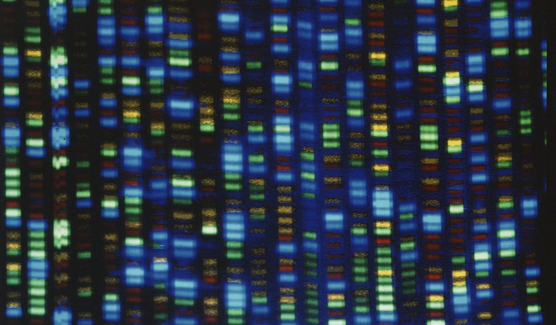 Intelligent Design Bears Good Scientific Fruit in the Study of 'Junk DNA'