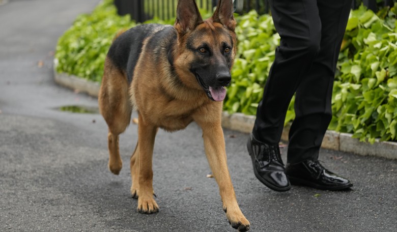 The White House Dog Scandal