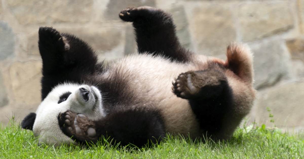 Panda Diplomacy Reigns As Trump and Xi Huddle for High-Stakes Summit
