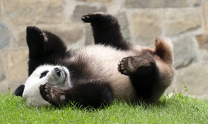 China's Cutest Diplomats Just Landed in Atlanta 