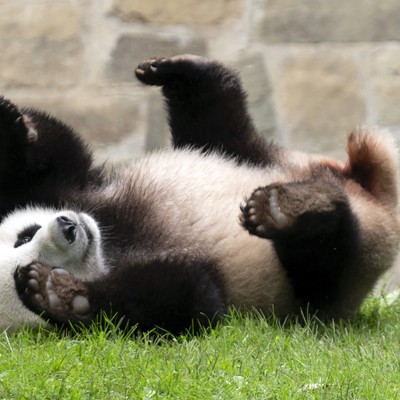 China's Cutest Diplomats Just Landed in Atlanta 