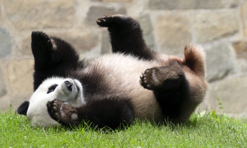 China's Cutest Diplomats Just Landed in Atlanta 