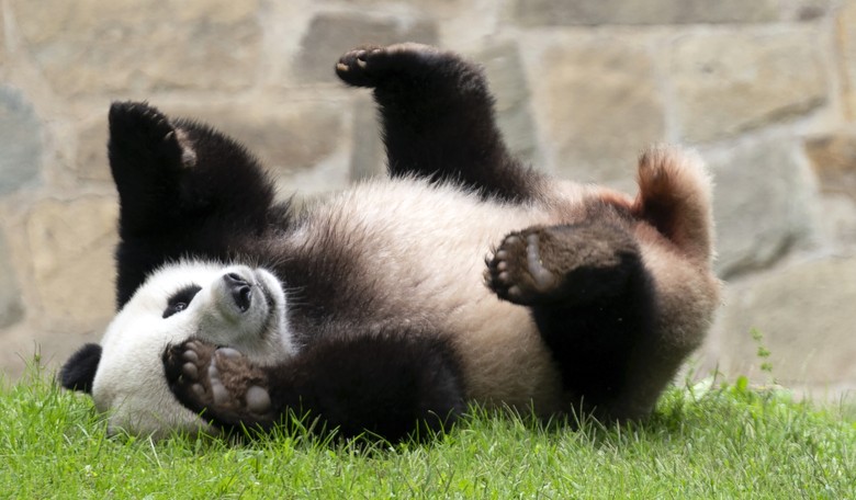 China 'Pandas' to United States With Furry Ambassadors