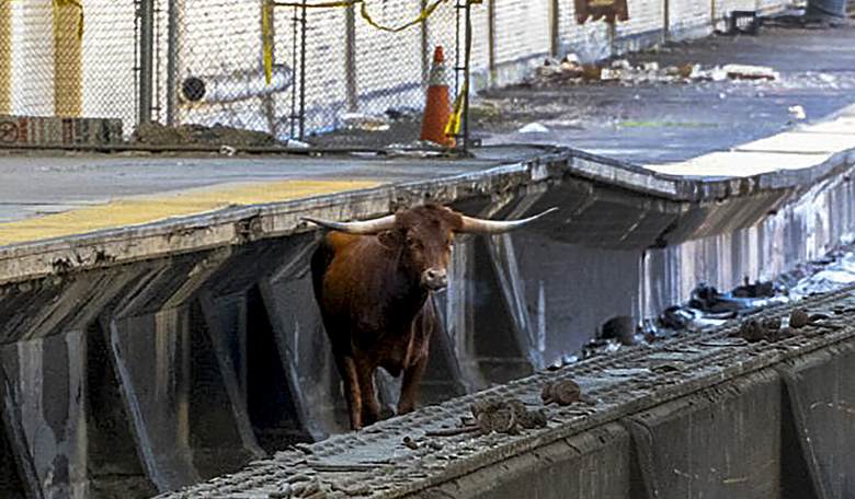 New Jersey Transit Is Full of Bull