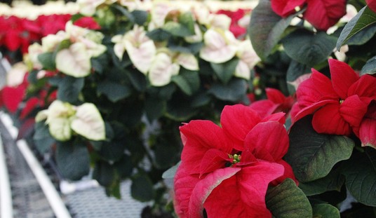 College-Level Stupid: Now Three Professors Claim Plant Biology Is Sexist