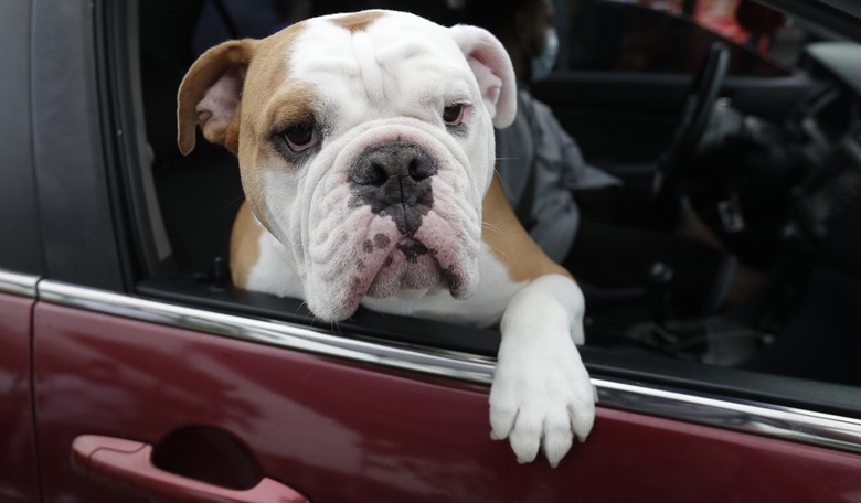 Thoughts on the Death of My Dog