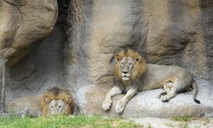 Somehow We Might Have Two Lions on the Loose in Rural Indiana