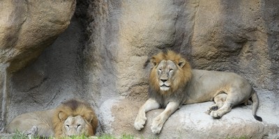 Somehow We Might Have Two Lions on the Loose in Rural Indiana