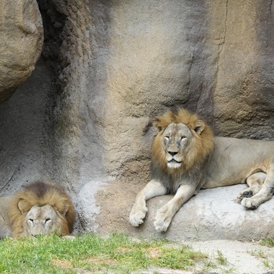Somehow We Might Have Two Lions on the Loose in Rural Indiana
