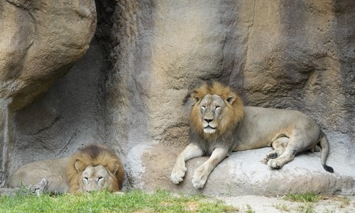 Somehow We Might Have Two Lions on the Loose in Rural Indiana