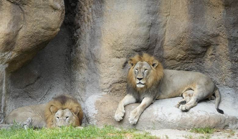 Somehow We Might Have Two Lions on the Loose in Rural Indiana