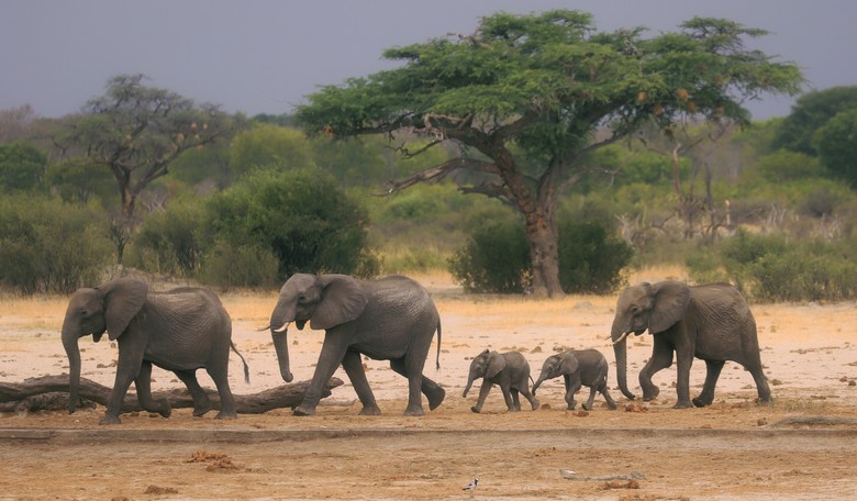 Weekend Parting Shot: Free Elephants and an Existential Ph.D. Crisis