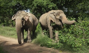 Hawaii's Top Court Will Hear Case With Major Implications for Hunting