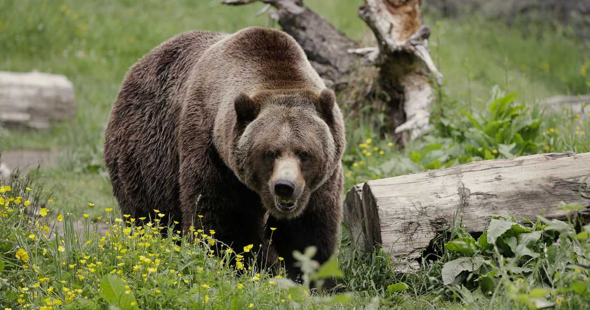 Montana Grizzlies Can't Bear Having Combine Interrupting Their Feast in Cornfield
