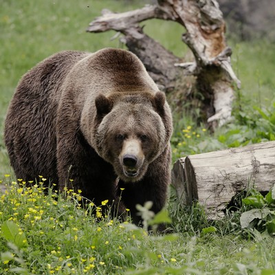 Montana Grizzlies Can't Bear Having Combine Interrupting Their Feast in Cornfield