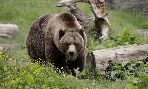 Montana Grizzlies Can't Bear Having Combine Interrupting Their Feast in Cornfield