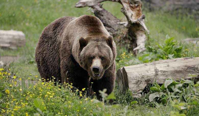 Biden Admin Accelerates Plan to Relocate Grizzlies Into Rural Washington, Locals Not Amused