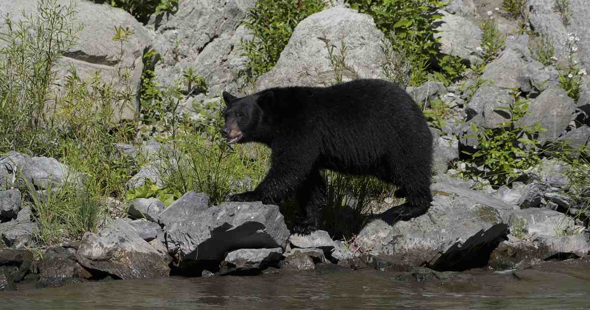 Watch: Japanese Couple Stopped for a Hokkaido Bear. It Filed a Complaint.