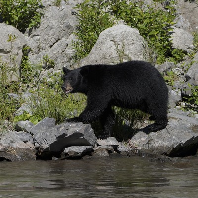 Watch: Japanese Couple Stopped for a Hokkaido Bear. It Filed a Complaint.