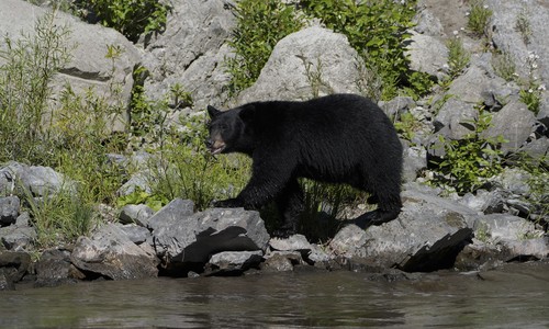 Watch: Japanese Couple Stopped for a Hokkaido Bear. It Filed a Complaint.