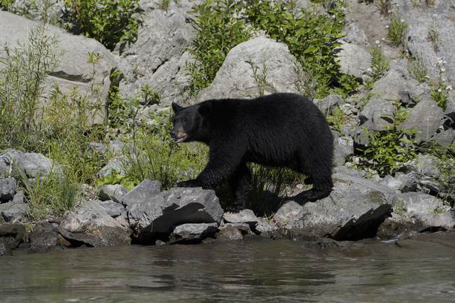 Wildlife Services Is a Prime Target for Trump’s Shutdown Layoffs