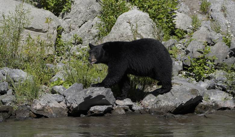 Paws and Effect: Bear Suit Insurance Fraudsters Sent to the Slammer