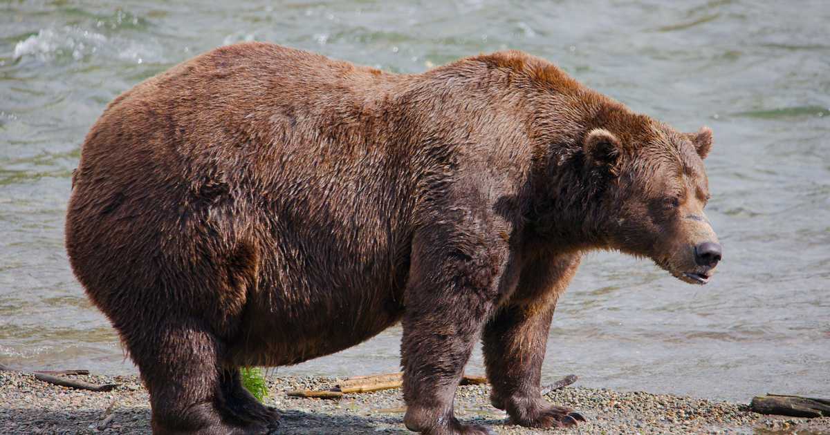 Alaska Fat Bear Week Memes Are Going Viral, They're So Hilarious