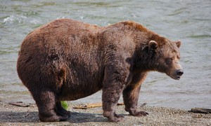 Will 'Chunk,' the 1,200-Pound Brown Bear of Katmai National Park, Repeat As 'Fat Bear' Champion?