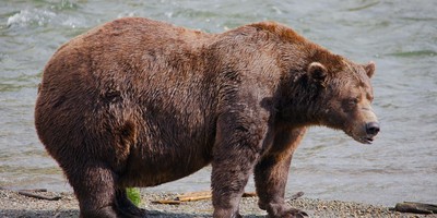 Alaska Fat Bear Week Memes Are Going Viral, They're So Hilarious