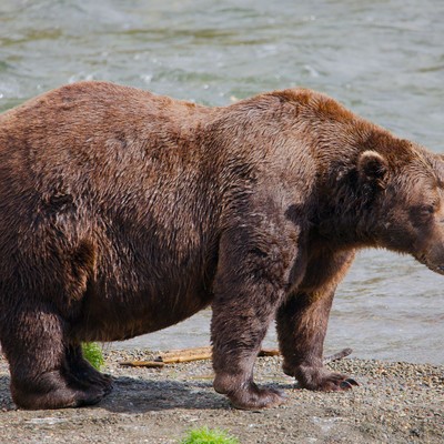 Will 'Chunk,' the 1,200-Pound Brown Bear of Katmai National Park, Repeat As 'Fat Bear' Champion?