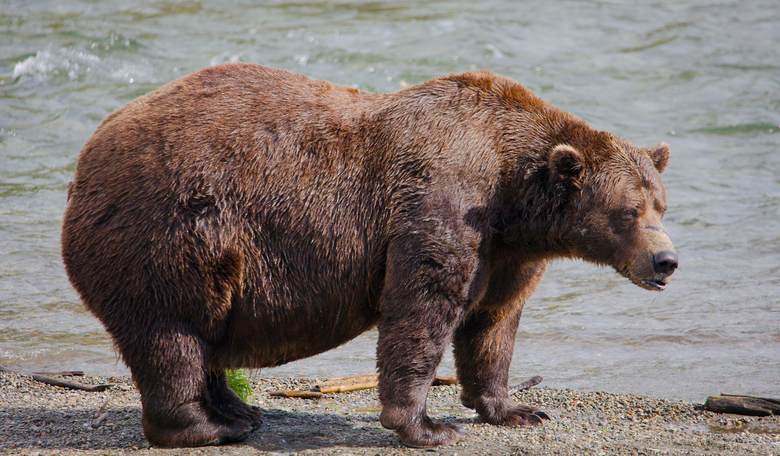Will 'Chunk,' the 1,200-Pound Brown Bear of Katmai National Park, Repeat As 'Fat Bear' Champion?
