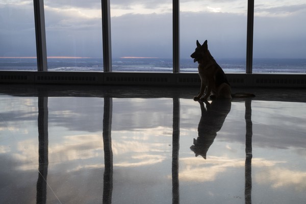 The Muslim Dog Hate Scandal