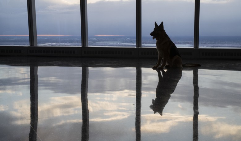 UK Mulls Banning 67 Dog Breeds for ‘Animal Health’ — but Is That Really the Reason?