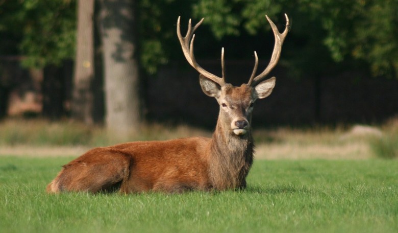 NY County Official Vetos Hunting Measure, Uses Fabricated Facts To Justify It