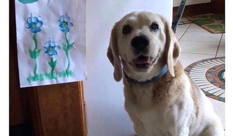 It's Racist to Like Dogs, Apparently