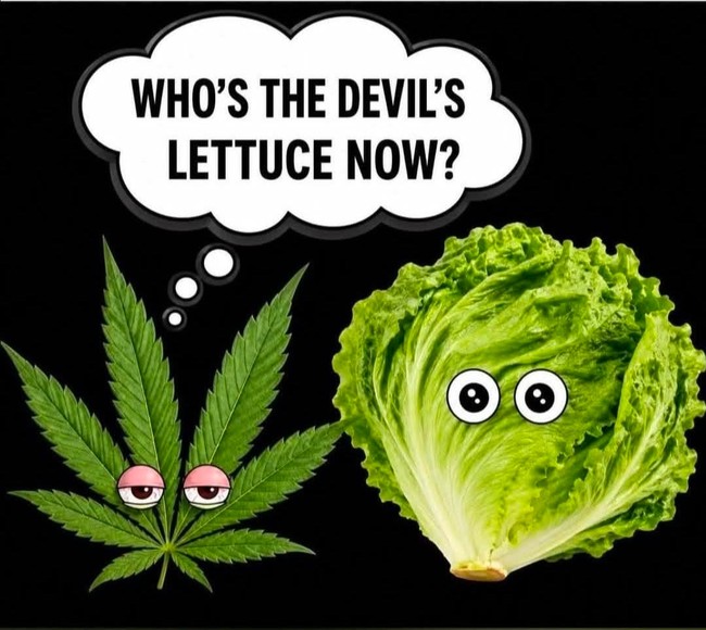 Devilslettuce