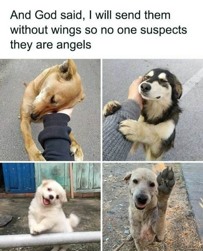 Angels