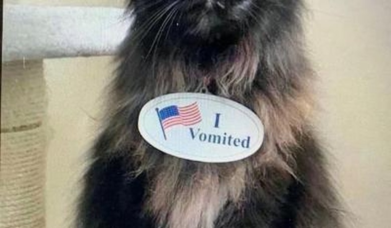 Wednesday funnies: no politics, just kittens and smiles