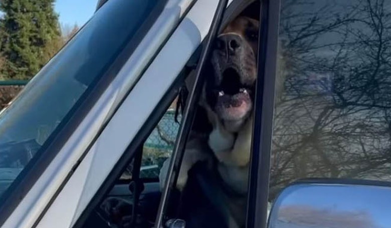 Portland authorities can't even handle a vicious dog