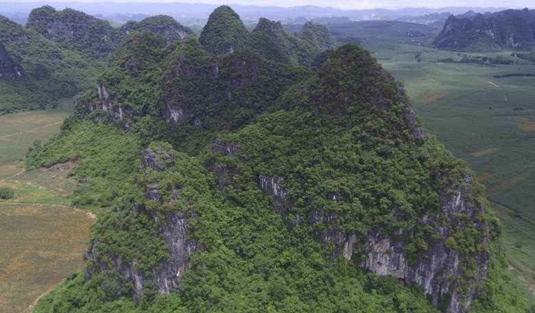 Largest Ape Ever Went Extinct Because of... Climate Change?