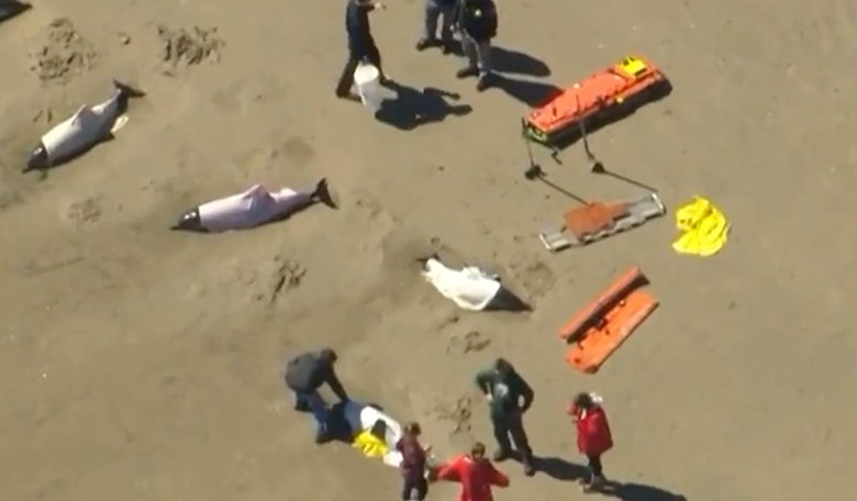 NJ Lawmakers Demand Pause on Offshore Wind Projects After Latest Mass-Death Incident at Beach
