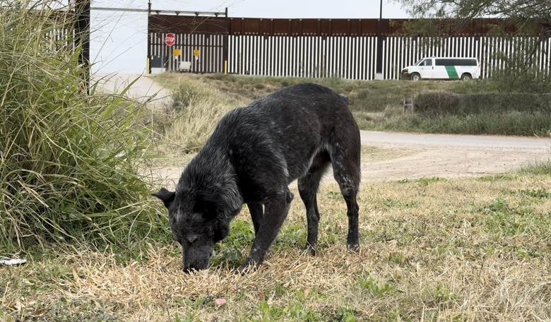 Illegal Immigrants' Dogs Are Being Abandoned in 'Droves' at U.S.-Mexico Border