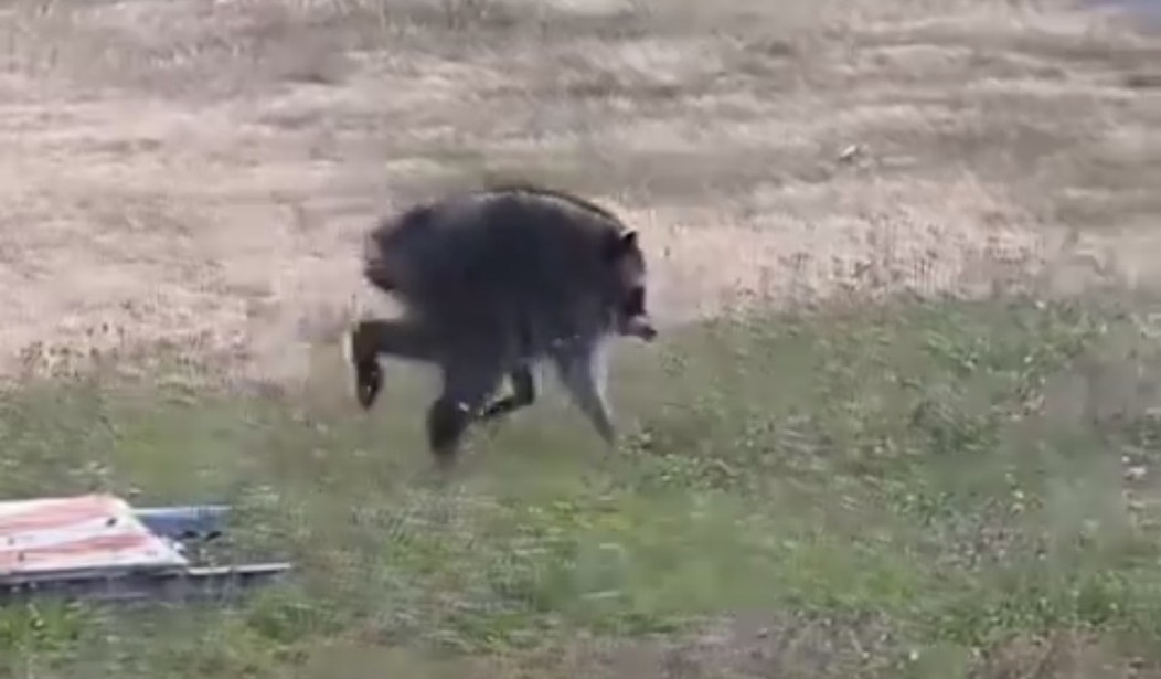 Wild Raccoon With Rare Spinal Condition Captures the Heart of the Internet