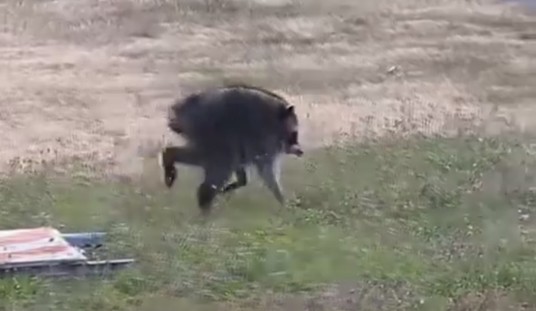 Wild Raccoon With Rare Spinal Condition Captures the Heart of the Internet