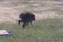 Wild Raccoon With Rare Spinal Condition Captures the Heart of the Internet