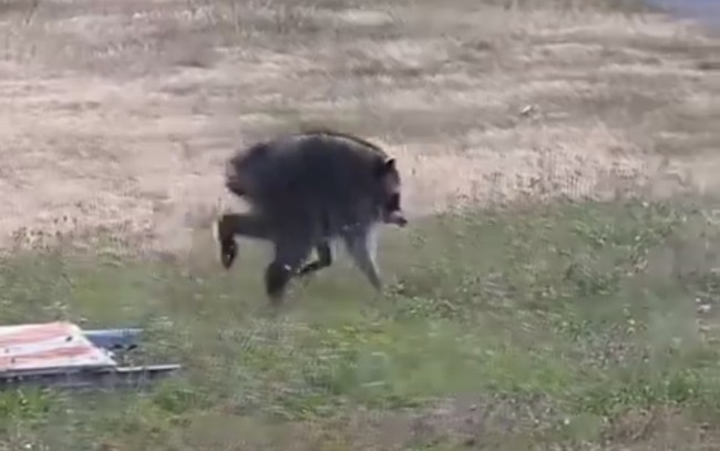 Wild Raccoon With Rare Spinal Condition Captures the Heart of the Internet