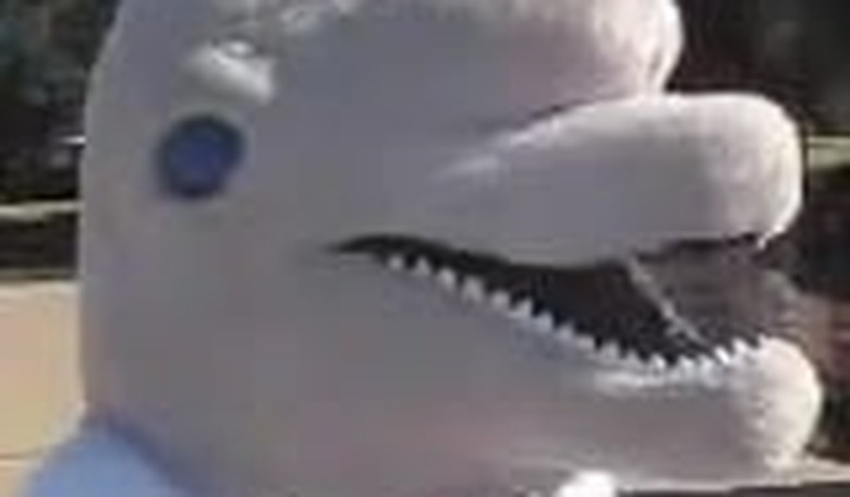 Flip the Angry Dolphin