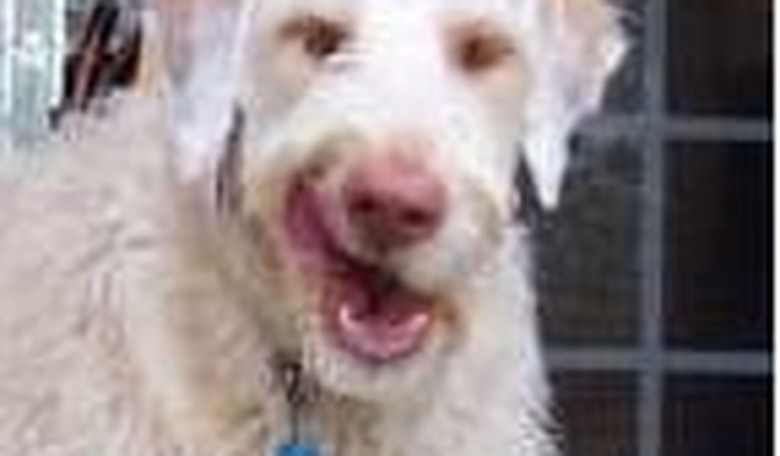Man's Best Friend's Guide to the 2008 Presidential Race