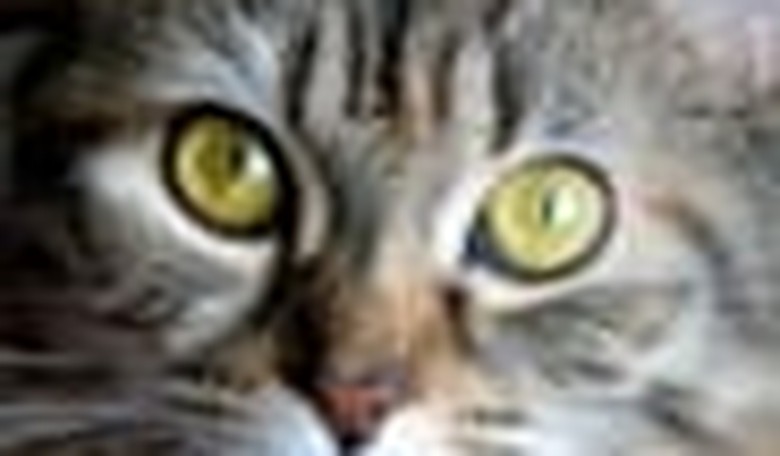China's Sickening Olympic Cat Slaughter